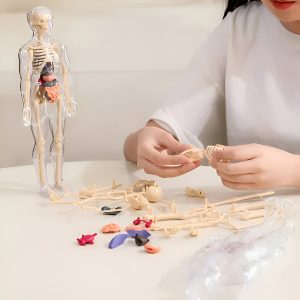Menneskelig anatomi model - 16 aftagelige organer og knogler | FLESHTOPIA